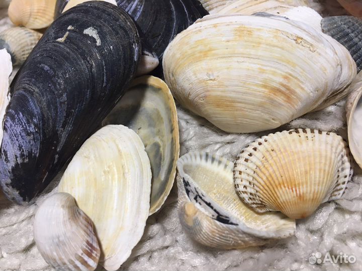 Морские ракушки раковины