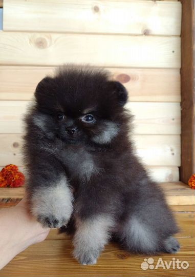 Шпиц девочки