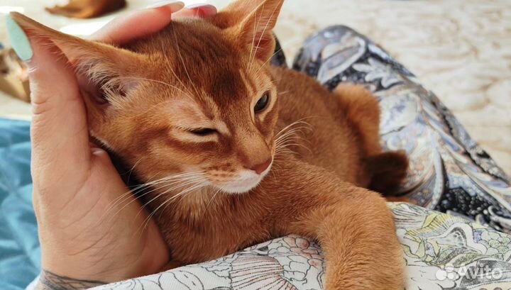 Абиссинская кошка