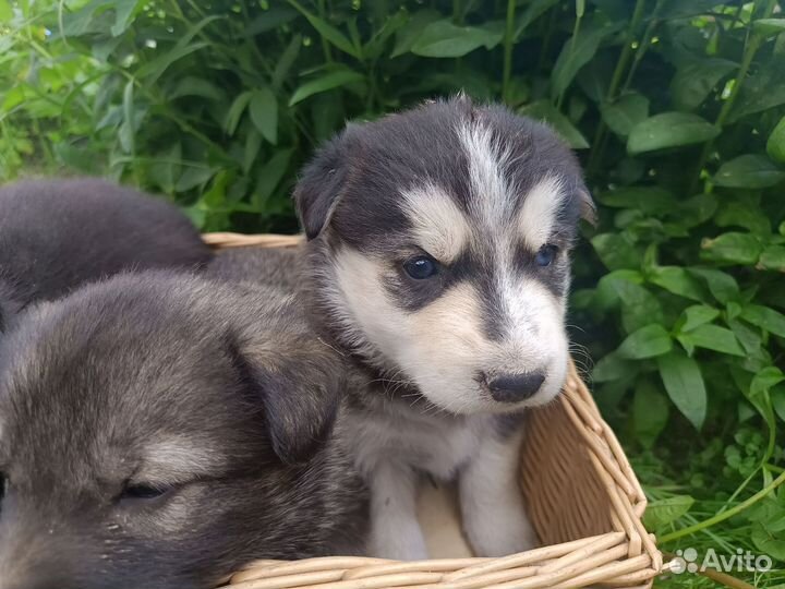 Щенки