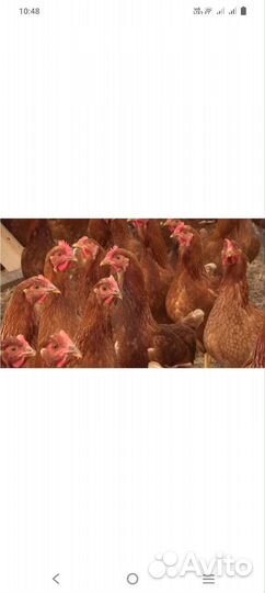 Куры молодые 4 мес