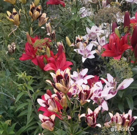 Лилии луковицы