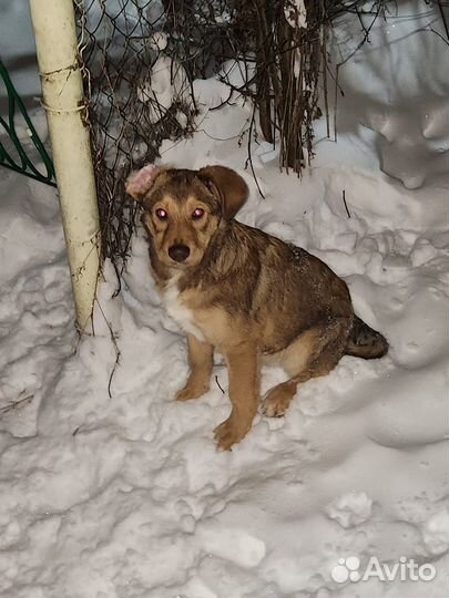 Щенок в добрые руки