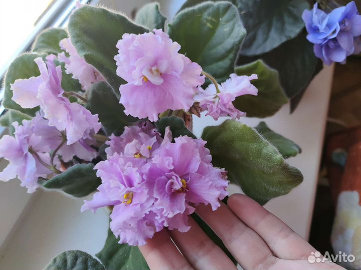 Фиалка многоцветковая фиолетовая