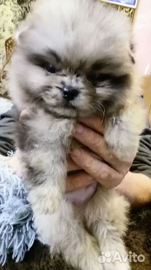 Померанский шпиц мини