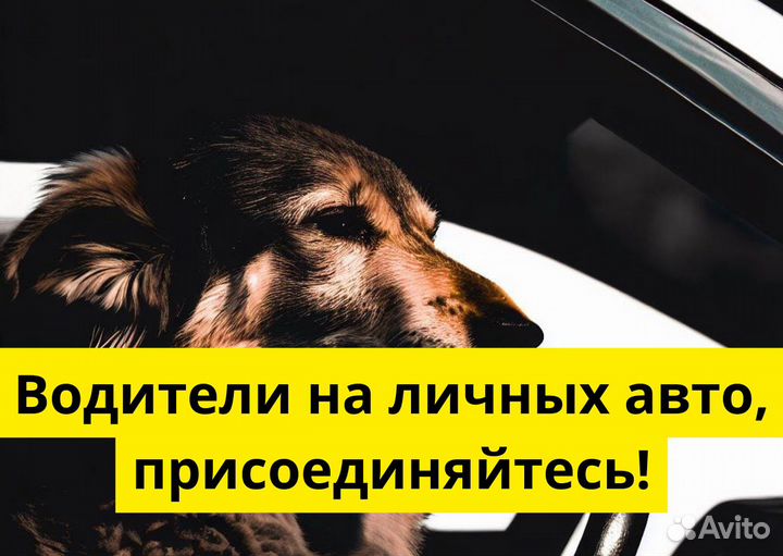 Водитель с авто Яндекс GO ждет вас