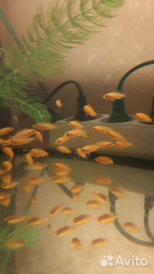 Аквариумные рыбки и креветки