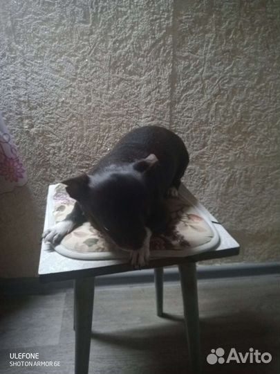 Мальчик ищет девочку