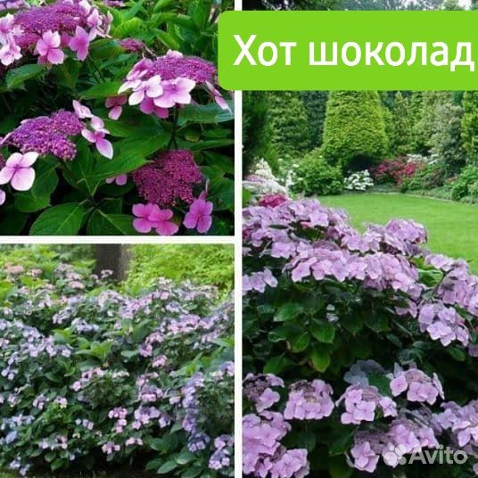 Гортензия