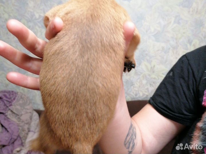 Собаки бесплатно. одна.бронь до 29 вкл