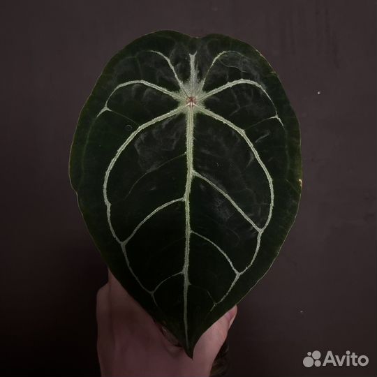 Бархатные антуриумы