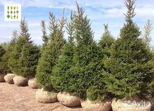 Крупномеры ели опт