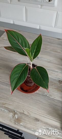 Сциндапсус Сингониум