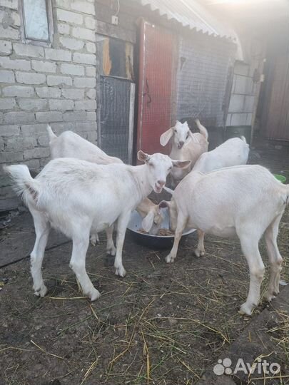 Козы разных пород
