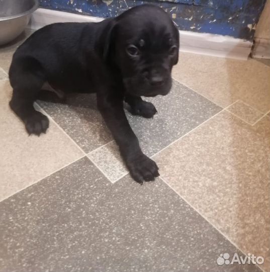 Щенки кане корсо