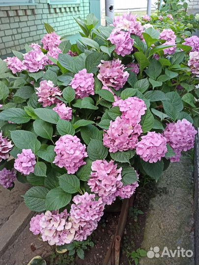 Гортензия крупнолистная