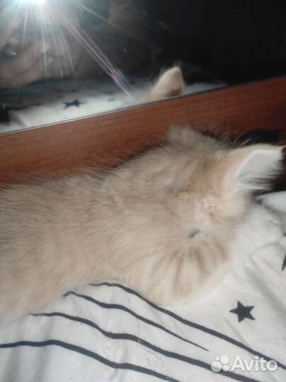 Котик в добрые руки