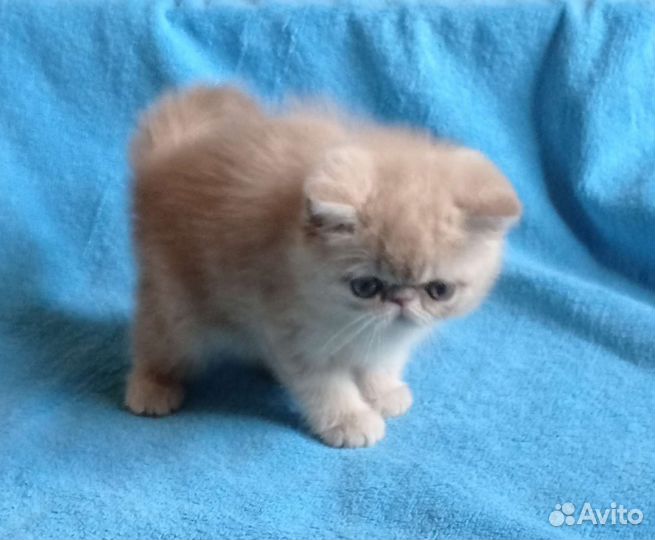 Котик экзот