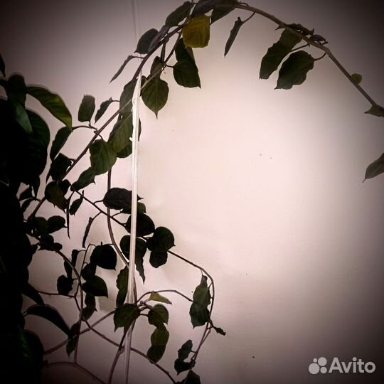 Комнатные растения