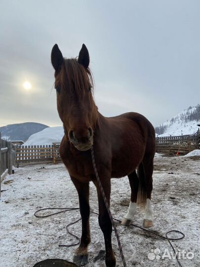 Жеребец иноходец