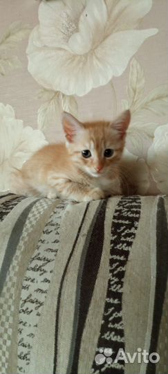 Котенок