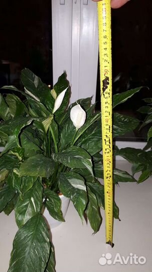 Спатифиллум пестролистный