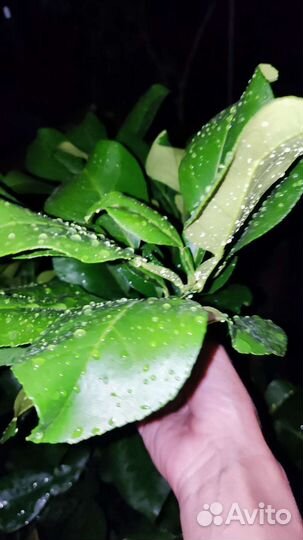 Черенки Помело Вьетнамское