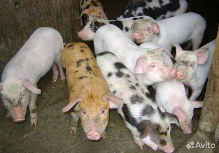 Поросенок ландрас с белым