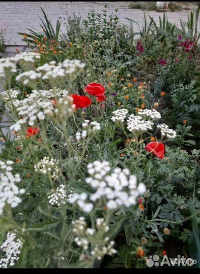 Цветы для сада