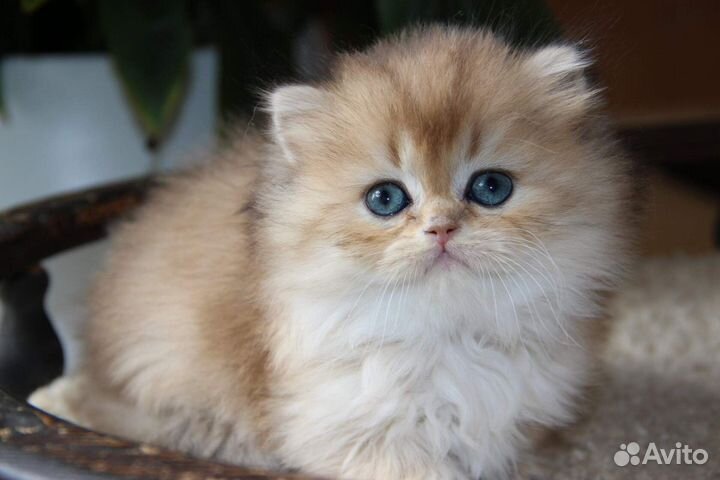 Очень красивая шотландская длинношерстная кошечка