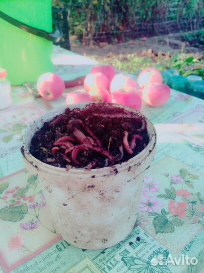 Черви выползки