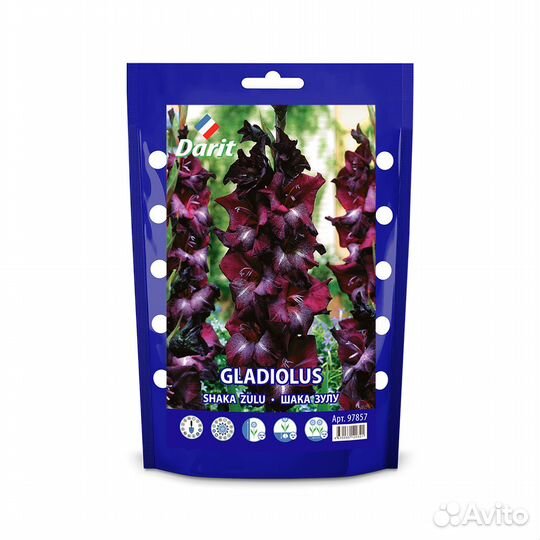 Гладиолус Шака Зулу Gladiolus Shaka Zulu 14/, Dari