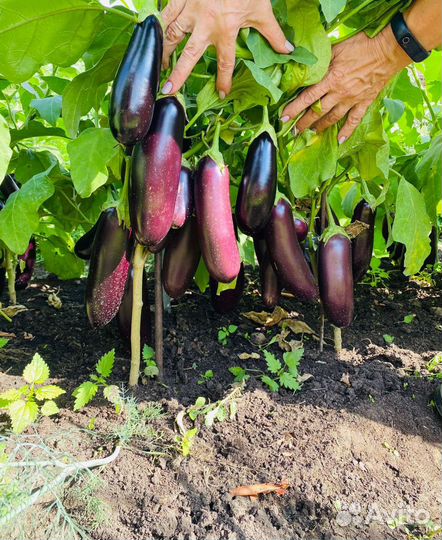 Баклажан свежий