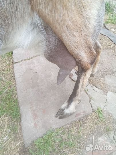 Коза удойная в альпийском типе