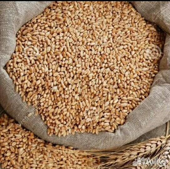 Пшеницу (зерно)