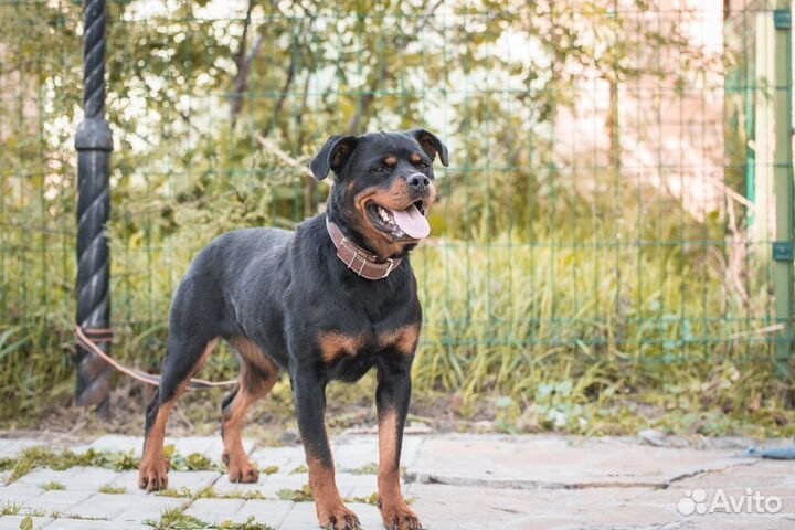 Ротвейлер бесплатно