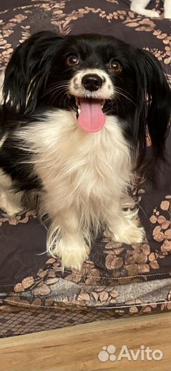 Щенки папийона