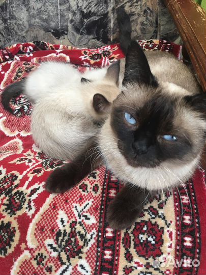 Сиамские котята