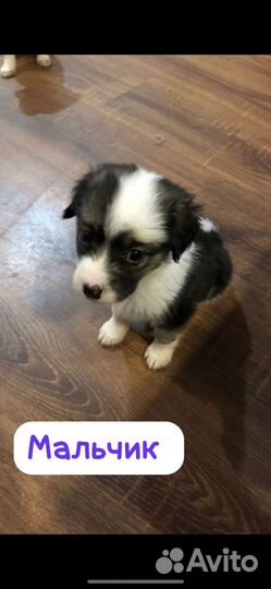 Щенок мальчик 4 месяца
