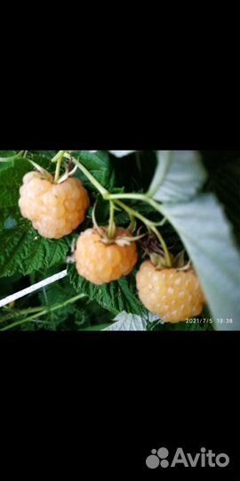 Саженцы малины