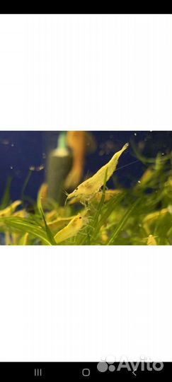 Аквариумные креветки
