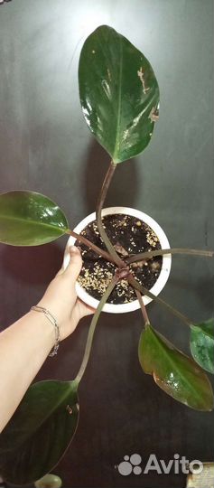 Филодендроны бесплатно