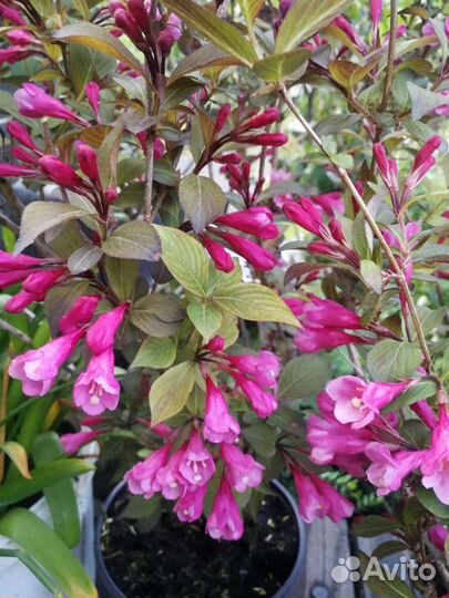 Кольквиция,дейция,вейгела и др