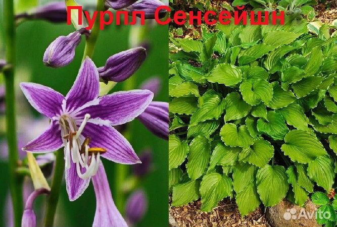 Хоста декоративная