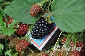 Ежевика без шипов