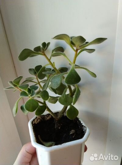 Аирхизон, дерево любви