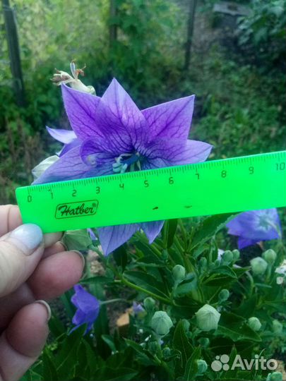 Платикодон, долихос