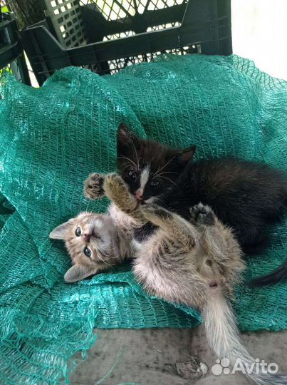 Котята в добрые руки бесплатно