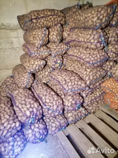Продам картофель