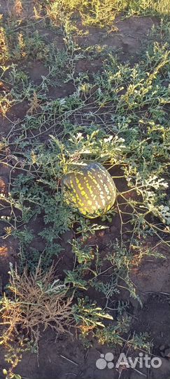 Арбуз холодок